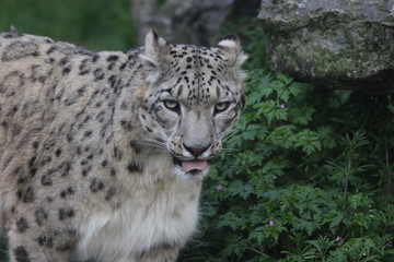 Portrait de léopard des neiges