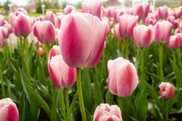 Close Up Field of Pink and White Spring Tulips