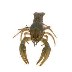 raw crayfish isolated on white background