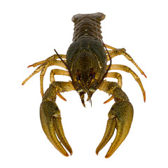 raw crayfish isolated on white background