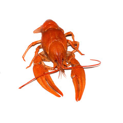 boiled crayfish isolated on white background