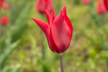 Close Up Red Tulip