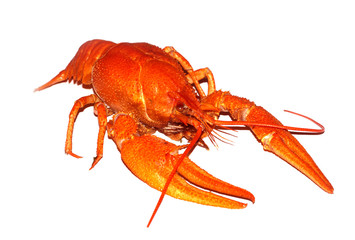 boiled crayfish isolated on white background