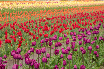 Colorful Spring Tulip Flowers in Michigan