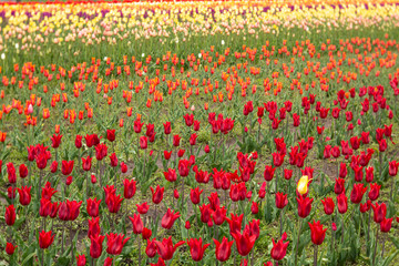 Large Field of Spring Tulips in Michigan