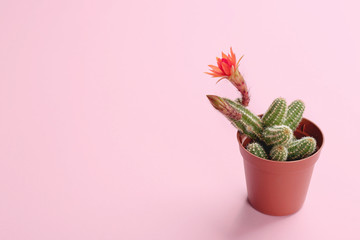 Cactus (Echinopsis chamaecereus) with beautiful red flower in pot on color background. Space for text