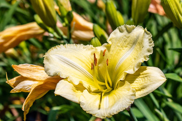 Yellow Daylily in the Garden