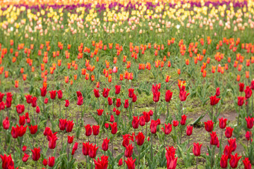 Spring Tulips Garden in Michigan