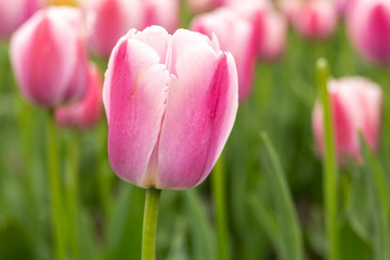Pretty Pink Garden of Spring Tulips