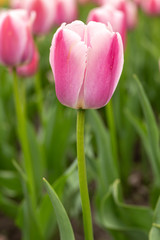 Fototapeta premium Pink and White Tulips Vertical