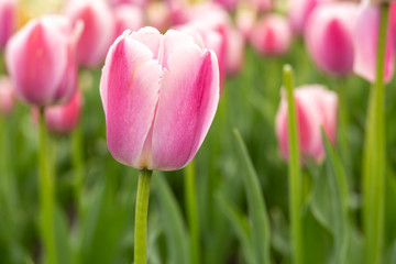 Pink and White Garden of Tulips in Spring