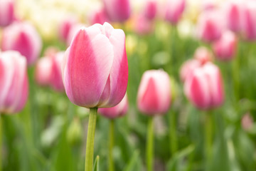 Pretty Garden of Pink and White Tulips in Spring