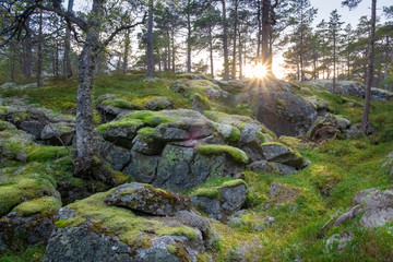 Sunset in the forest with cobblestones and stones in green moss and sun rays among trees