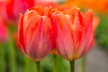 Fototapeta premium Two Tulips Hugging