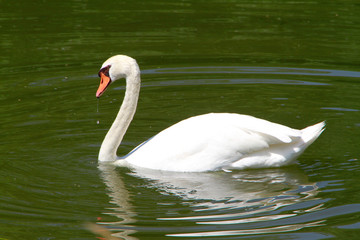  Swan, Mute Swan, Cygnus olor, Water Bird