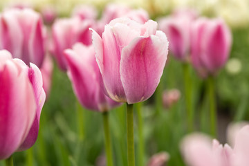 Garden of Pink Spring Tulips in Michigan