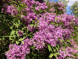 Obraz premium Beautiful Purple Lilac Flowers in a Spring Garden .Flowers Background .Spring Time 