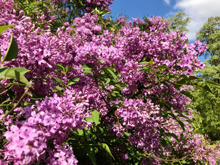 Obraz premium Beautiful Purple Lilac Flowers in a Spring Garden .Flowers Background .Spring Time 