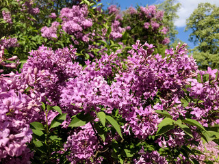 Fototapeta premium Beautiful Purple Lilac Flowers in a Spring Garden .Flowers Background .Spring Time 