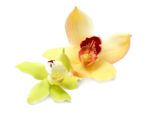 Beautiful tropical orchid flowers on white background