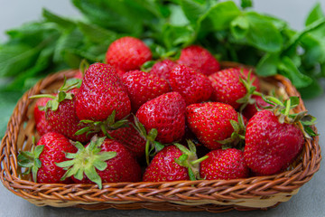Strawberries are fresh, juicy, tasty on a natural background of greenery in a wicker basket.