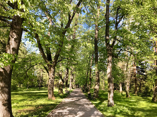 Fototapeta na wymiar Green Trees in a Row .Green Tunnel from Trees in the Spring
