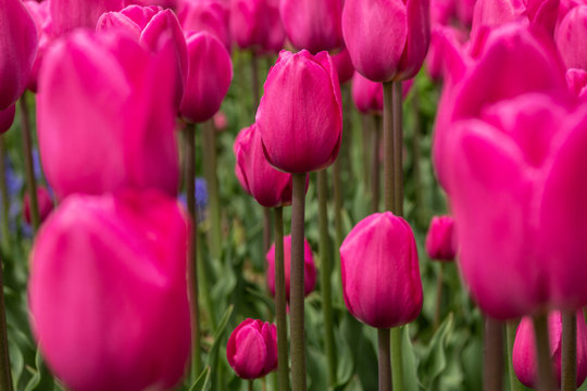 Pink Red Tulip Garden in Michigan