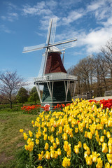 Yellow and Red Tulips and Dutch Windmill in Holland Michigan