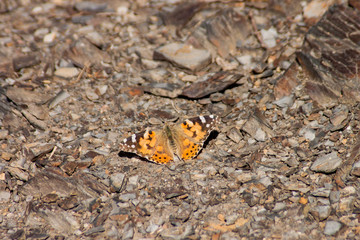 Schmetterling am See