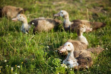 Animals many birds household ducks.