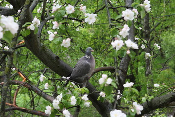 Lonely Pigeon is usual in the spring, on a tree in apple blossom.