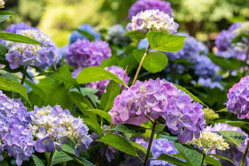 Fototapeta premium Blue and Pink Hydrangea in the Garden