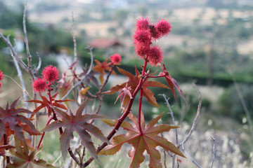 Castor oil plant fruit and leaves