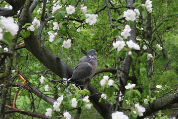 Fototapeta premium Lonely Pigeon is usual in the spring, on a tree in apple blossom.