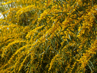 Acacia pycnantha - Floraison printanière jaune or du Mimosa doré ou acacia doré