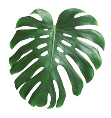 Green fresh monstera leaf isolated on white. Tropical plant