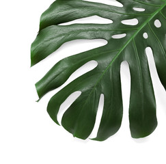 Green fresh monstera leaf on white background, top view. Tropical plant
