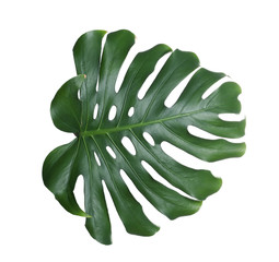 Green fresh monstera leaf isolated on white. Tropical plant © New Africa