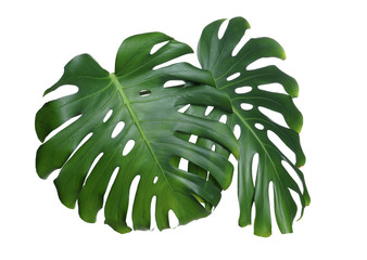 Green fresh monstera leaves on white background. Tropical plant © New Africa