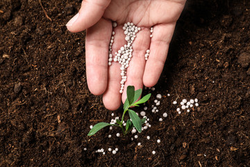 Woman fertilizing plant in soil, closeup. Gardening season