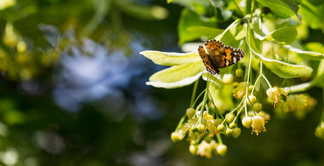 A butterfly on a blossoming linden tree flower, a tree growing on the territory of Ukraine.
