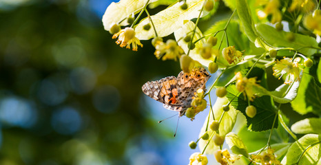 A butterfly on a blossoming linden tree flower, a tree growing on the territory of Ukraine.