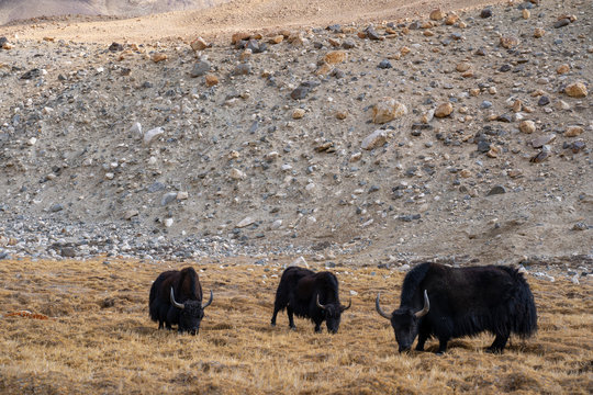 A view of a group of yak is eating in the field with the snow mountain in Ladakh, India. © Panupat