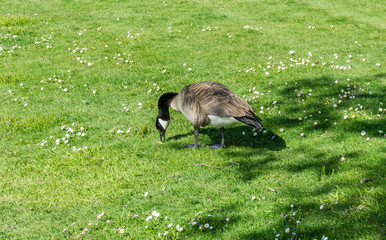 Canada Goose Eats Grass 2