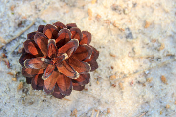 Dry brown pine cone on the sand with space for text. There is a place under the copy space