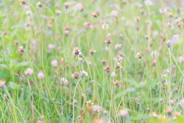 Small yellow grass flowers and brightly colored fields suitable for background