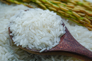 Jasmine white rice with gold grain from agriculture farm.
