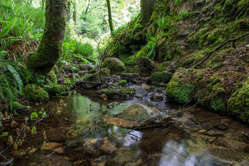 Natural water stream in the forest