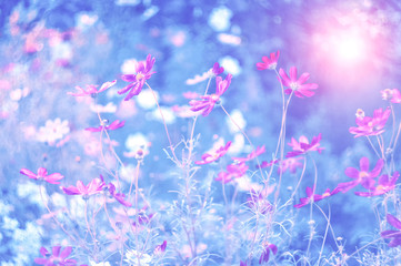 Fototapeta na wymiar Pink field and meadow flowers in the sunlight of sunset on a tinted blue blurred background. Beautiful dreamy art image. Soft, selective focus.