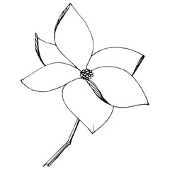 Vector Magnolia foral botanical flowers. Black and white engraved ink art. Isolated magnolia illustration element.